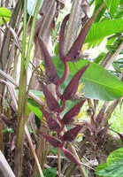 5 Graines de Heliconia Sclerotricha