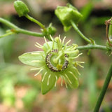 10 Graines de Passiflora Suberosa, Passiflore de Corkystem, Meloncillo