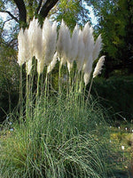 10 Graines Cortaderia Selloana White, Herbe de la pampa, Herbe des pampas, Roseau à plumes