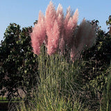 20 Graines Cortaderia Selloana Pink, Herbe de la pampa, Herbe des pampas, Roseau à plumes