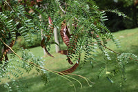 Plant de Févier d'Amérique, Gleditsia Triacanthos, Racines Nues