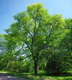 Plant de Févier d'Amérique, Gleditsia Triacanthos, Racines Nues