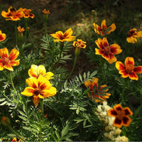 20 Graines d'Œillet d'Inde, Tagetes patula nematicide