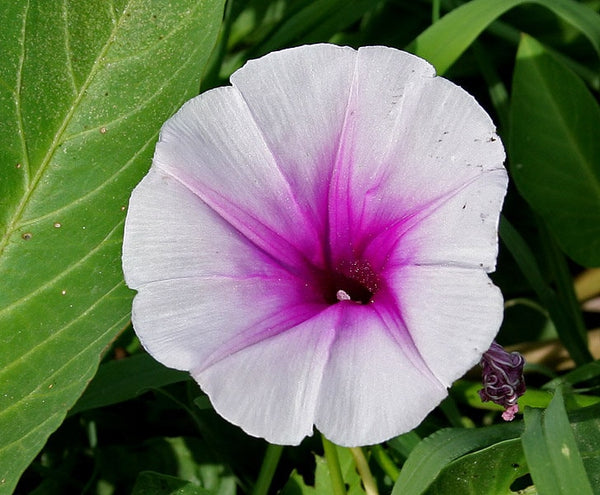 20 Graines Ipomoea Aquatica, Liseron d'eau, ipomée aquatique, patate aquatique, kangkong