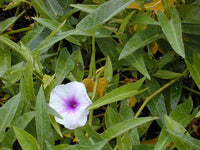 5 Graines Ipomoea Aquatica, Liseron d'eau, ipomée aquatique, patate aquatique, kangkong