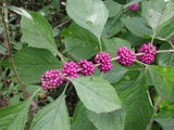 3 Graines Callicarpa Americana, Arbre aux bonbons, Callicarpe d'Amérique