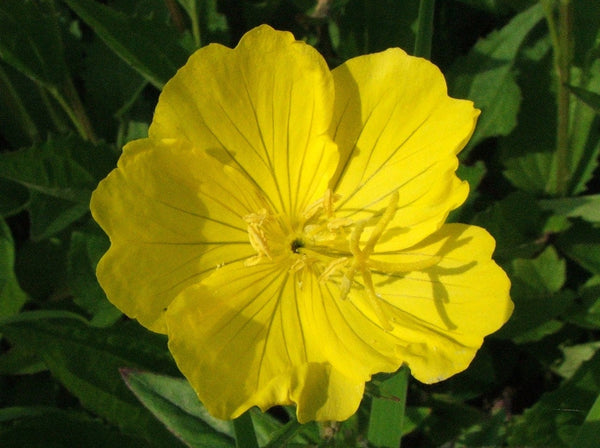 3 Graines Oenothera Missouriensis, Onagre du Missouri, Oenothera Macrocarpa, Œnothère à grandes fleurs