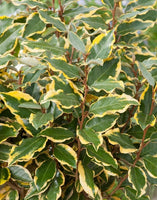 Boutures de Chalef, Elaeagnus Ebbingei "Viveleg"