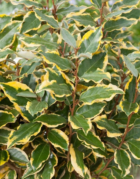 Boutures de Chalef, Elaeagnus Ebbingei "Viveleg"