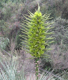 10 Graines de Puya Chilensis, Puya de Chili, Bromeliacée