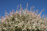 Bouture Saule Crevette, Salix integra Flamingo