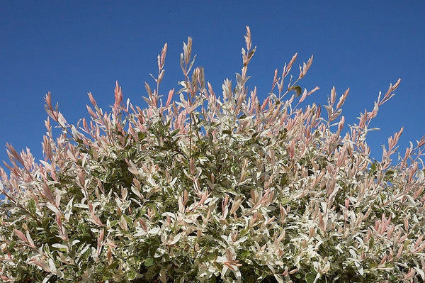 Plant Saule Crevette, Salix integra Flamingo, Racines Nues