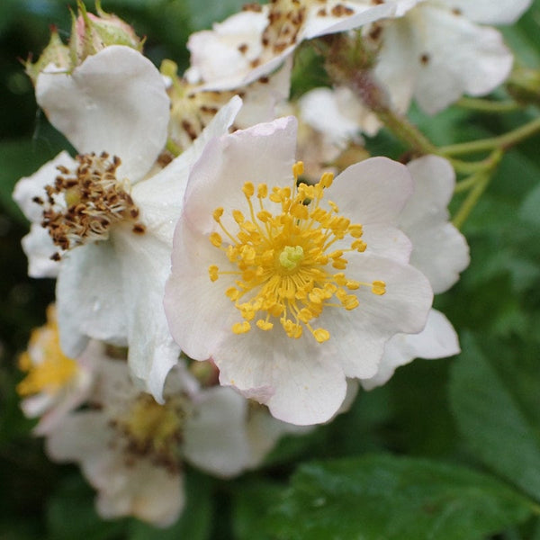 10 Graines de Rosa multiflora inermis, Rosier multiflore sans épine