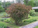 Graines Berberis Thunbergii Atropurpureum, Épine-Vinette du Japon