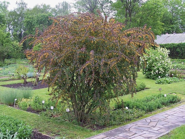 Graines Berberis Thunbergii Atropurpureum, Épine-Vinette du Japon