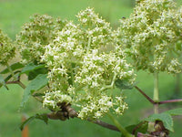 Graines Sambucus racemosa, Sureau à grappes, Sureau Rouge