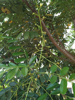 Graines Simarouba Glauca, Arbre Paradisiaque