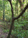 Graines Zanthoxylum nitidum, Poivrier du Sichuan