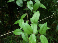 Graines Zanthoxylum nitidum, Poivrier du Sichuan