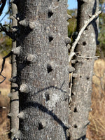 Graines Zanthoxylum Capense, Fagara capensis