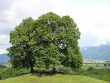 3 Graines de Tilia cordata, Tilleul à petites feuilles