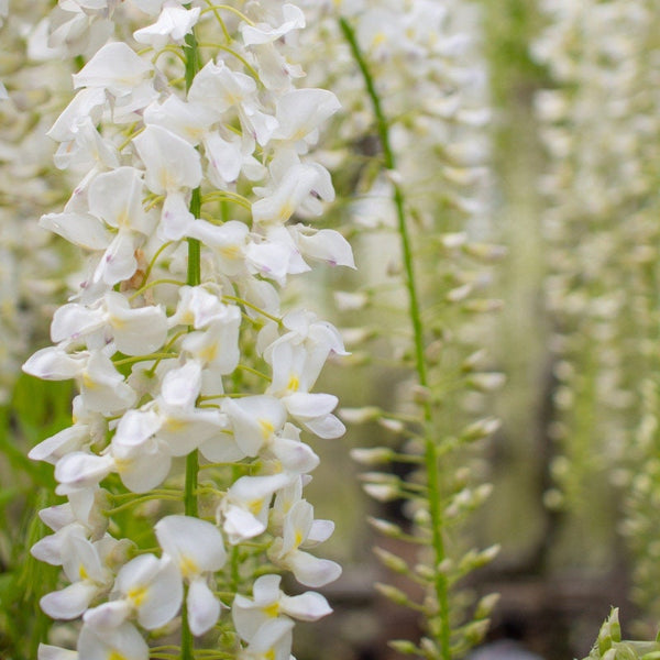 Graines Wisteria Floribunda Alba, Glycine du Japon Blanche