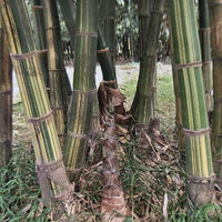 Graines de Bambou Gigantochloa Bicolor, Bambou Géant