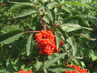 Graines Sambucus racemosa, Sureau à grappes, Sureau Rouge