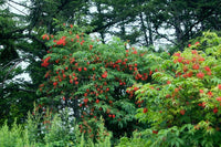 Graines Sambucus racemosa, Sureau à grappes, Sureau Rouge