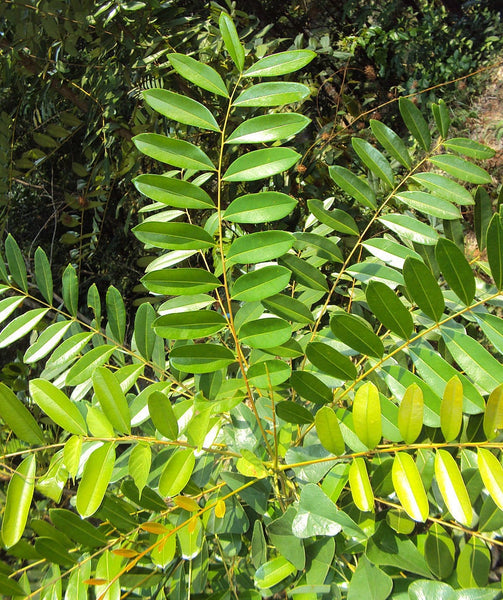 Graines Simarouba Glauca, Arbre Paradisiaque