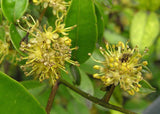 Graines Zanthoxylum nitidum, Poivrier du Sichuan