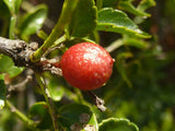 Graines Zanthoxylum Capense, Fagara capensis