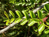 Graines Zanthoxylum Capense, Fagara capensis