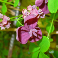 Graines Akebia quinata, Akébie à cinq feuilles