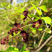 Graines Akebia trifoliata, Akébie à trois feuilles