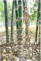 Graines de Dendrocalamus Barbatus, Bambou non traçant