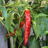 25 Graines de Piment Fort Hongrois