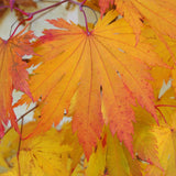 Graines Acer Japonicum "Oisami"