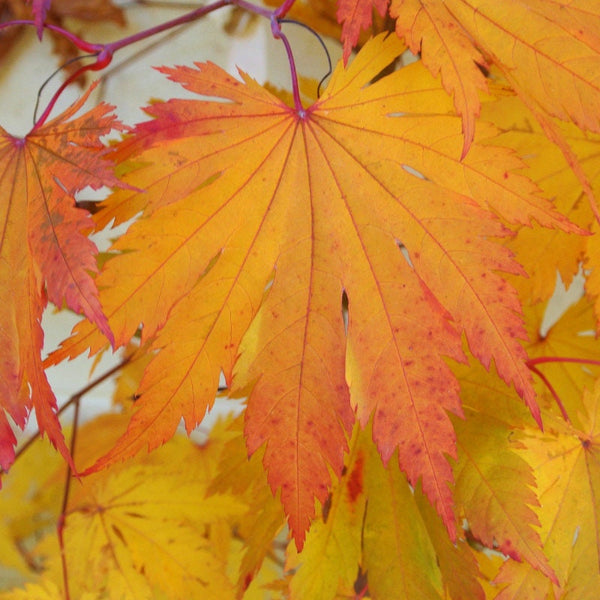 Graines Acer Japonicum "Oisami"