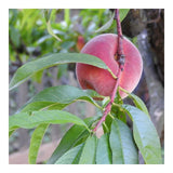 Graines de Pêcher à Feuilles Pourpres, Prunus Persica Rubira