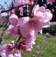 Graines de Pêcher à Feuilles Pourpres, Prunus Persica Rubira