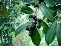 Graines de Prunus Laurocerasus, Laurier cerise