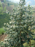 Graines de Prunus Laurocerasus, Laurier cerise