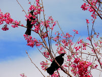 Graines de Prunus Campanulata, Cerasus Campanulata