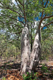 Rare Graines de Adansonia gregorii, Baobab, Boab