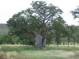 Rare Graines de Adansonia gregorii, Baobab, Boab