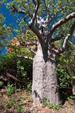 Rare Graines de Adansonia gregorii, Baobab, Boab