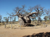 Rare Graines de Adansonia gregorii, Baobab, Boab