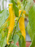 25 Graines de Piment de Cayenne Jaune