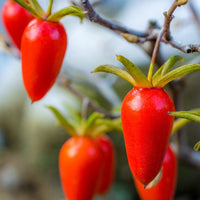 Graines de Diospyros rhombifolia